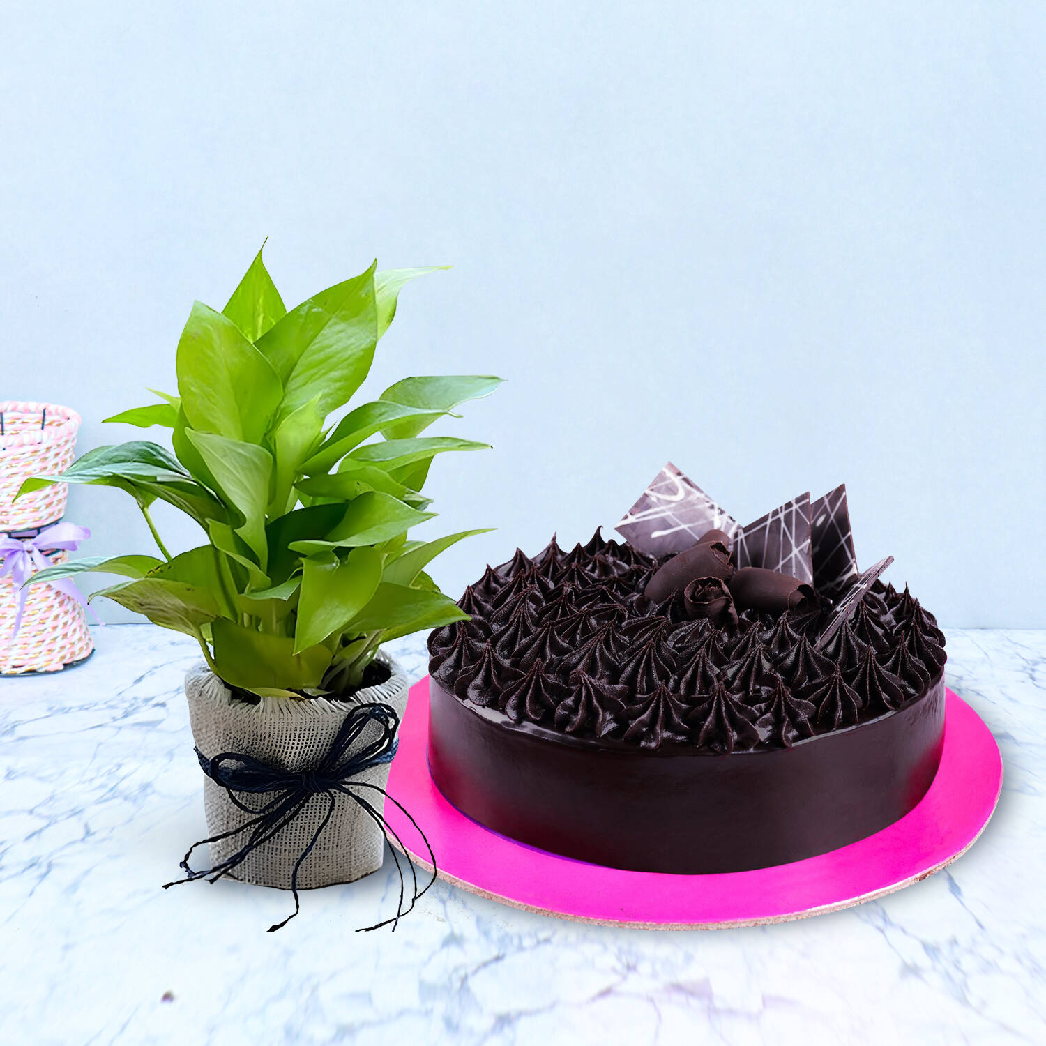 Chocolate Truffle Cake With Money Plant |