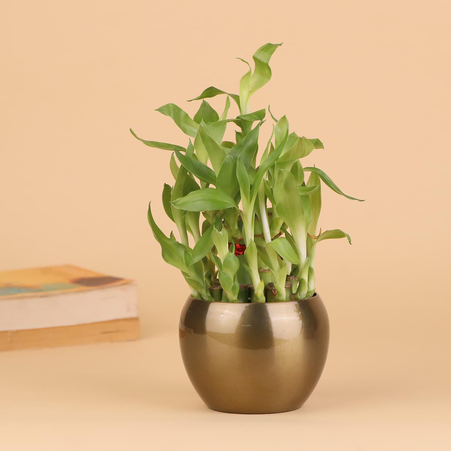 2 Layer Bamboo Plant In A Vase |